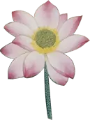 Lotus Flower - pink - Highly Rated PNG