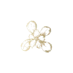 Abstract Flower Pattern - line art - design - Free Download PNG