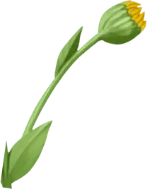 Sunflower Bud - green - Transparent Background PNG