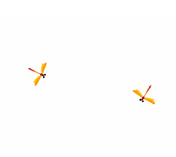Dragonfly - insect - Free Download PNG