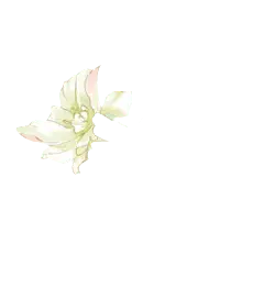 White Flower - PNG Images
