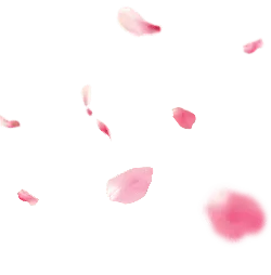 Falling Cherry Blossom Petals - No Watermark PNG