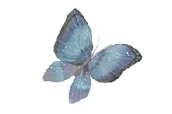 Common Rose - beautiful - Transparent Layer PNG