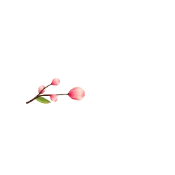 Peach Blossom Branch - flower - No Background PNG