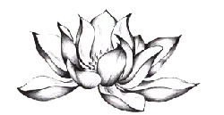 Lotus Flower - plant - line drawing - High Resolution PNG