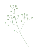 White Branch - line - Free Download PNG
