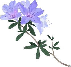 Azalea - branch - High Resolution PNG