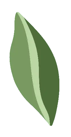 Leaf - High Resolution PNG - Transparent Layer PNG