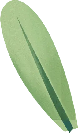 Leaf Vein - Lossless PNG