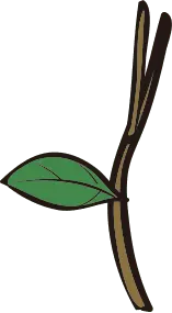 Leaf - growth - Free PNG