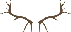 Deer Antlers - nature - forest - No Background PNG
