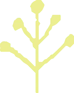 Abstract Plant Pattern - graphic design - Transparent Layer PNG