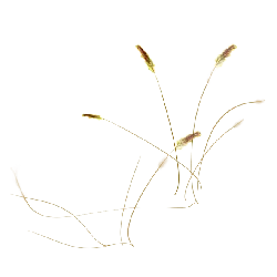 Foxtail Grass - plant - High Resolution PNG