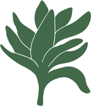 Green Plant - nature - Fast Download PNG