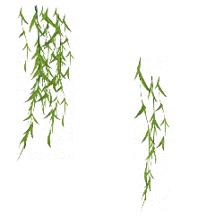 Green Plant - growth - leaf - Lossless PNG