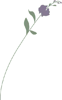 Purple Flower - minimalist - Transparent Background PNG
