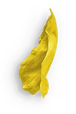 Yellow Petal - petal - PNG Images