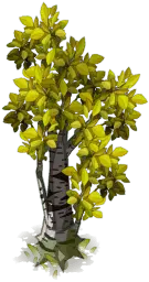 Betula - nature - Transparent Layer PNG
