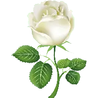 White Rose - white - PNG Images