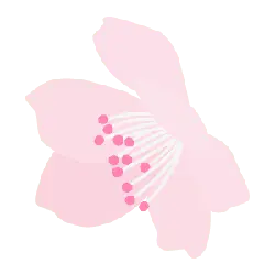 Cherry Blossom - spring - PNG Images - Pic 2