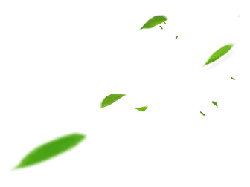 Leaves Falling - falling - PNG Images