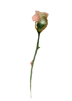 Rose - Highly Rated PNG - flowers