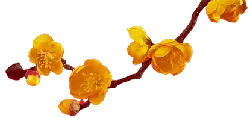 Wintersweet - yellow - Lossless PNG