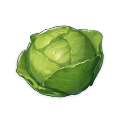 Cabbage - fresh - nutritious - Transparent Background PNG