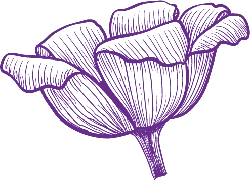 Purple Flower - line art - abstract - No Watermark PNG