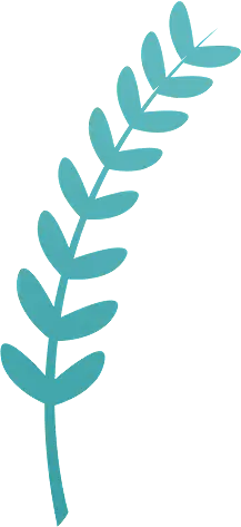 Laurel Leaf - plant - PNG