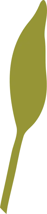 Olive Leaf - No Watermark PNG