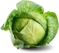 Cabbage - fresh - Free Download PNG