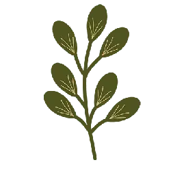 Leaf - Transparent Background PNG - branch