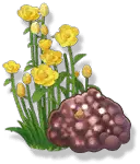 Yellow Flowers and Purple Mushroom - growth - PNG Images