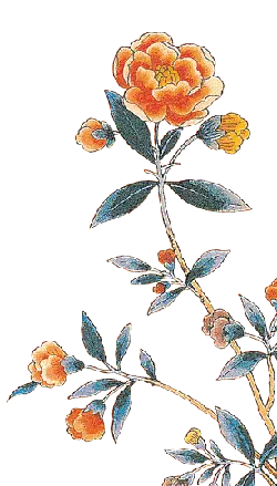 Peony Flower - art - flowers - High Resolution PNG
