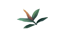 Leaf and Feather - nature - PNG Images
