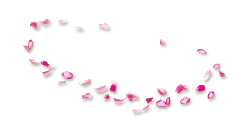 Pink Petals - romantic - Transparent Layer PNG