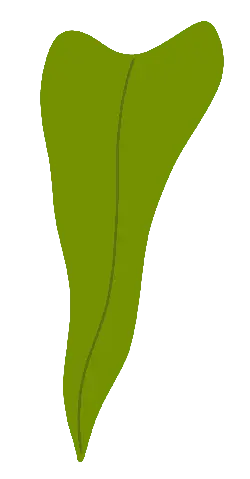 Leaf - Curated PNG - nature