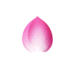 Pink Lotus Flower - No Watermark PNG