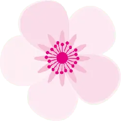 pink - Trending PNG - Cherry Blossom