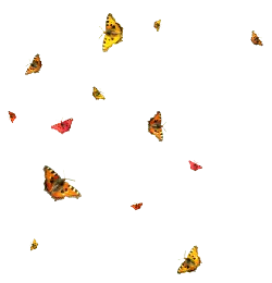 Butterflies - Recommended PNG