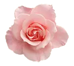 Pink Rose - Transparent Background PNG - Recommended PNG