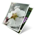 White Flower - spring - No Watermark PNG