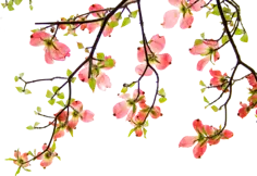 Pink Flowering Branch - No Background PNG