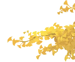 Ginkgo Tree - leaves - plant - Free PNG