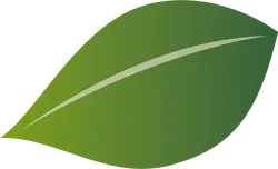 Leaf - environmental protection - High Quality PNG