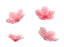 Designer's Pick PNG - Cherry Blossom - spring - Pic 3