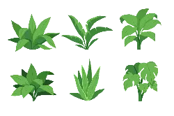 Plant Leaves - High Resolution PNG