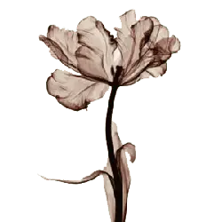 Tulip - photography - PNG