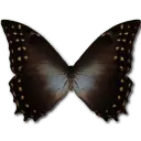 Red Helen - insect - Transparent Layer PNG